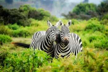 Kenya gay safari