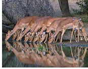 Kruger National Park Exclusively gay tour