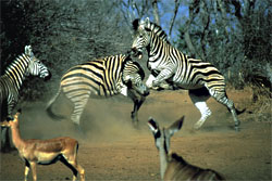 Exclusively gay South Africa tour and safari