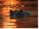 Botswana Luxury Gay Safari & Chobe River Cruise