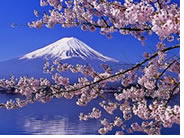 Japan Cherry Blossom Gay Tour