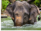 Thailand gay tour - elephant farm
